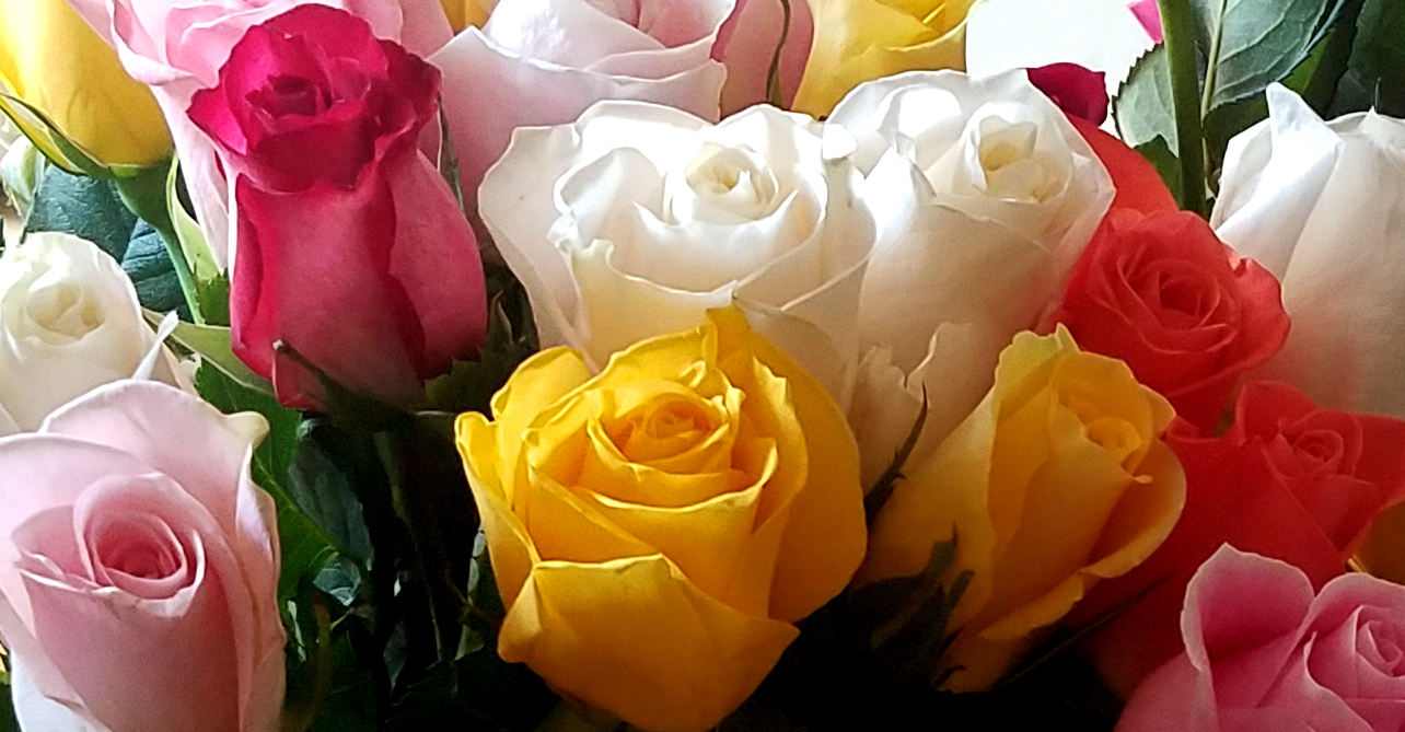 birthdayroses20170302_144251
