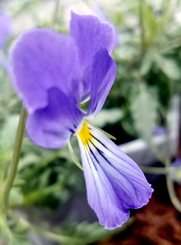 Flower of the Day – March 8,&nbsp;2017