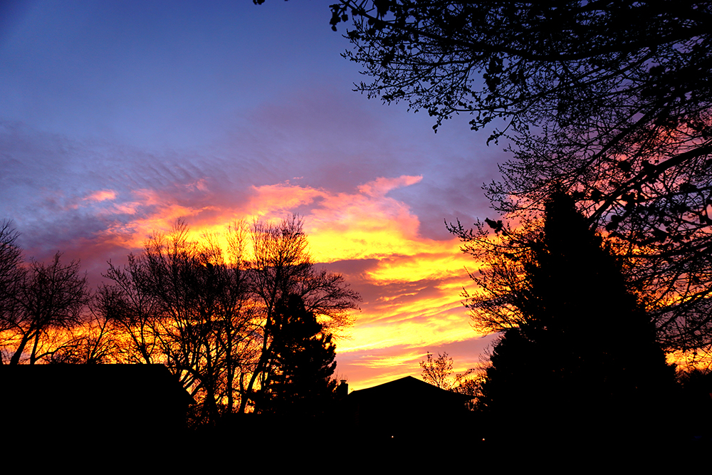 Bluevioletmorning-DSC00023-1000