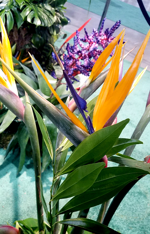 Flower of the Day – March 11, 2017 – Bird of&nbsp;Paradise