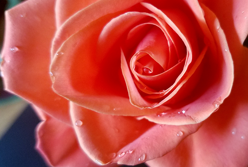 Flower of the Day – March 5, 2017 –&nbsp;Coral