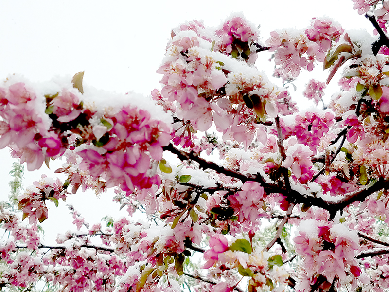 crabappletree20160501_074258-800