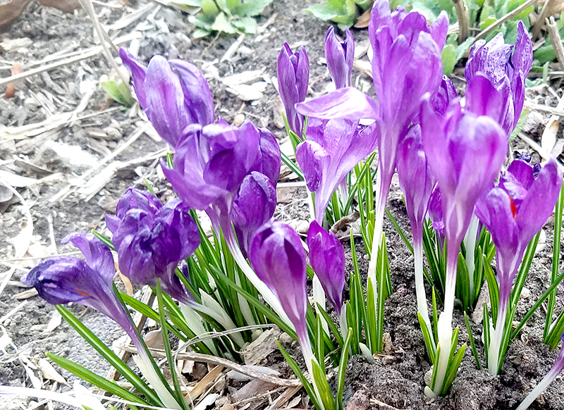 Color Your World&nbsp;–Wisteria