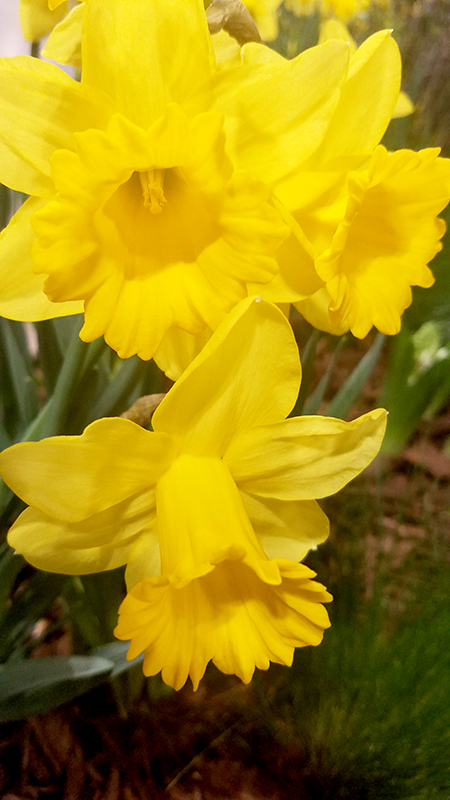 daffodil-800-20170205_133039