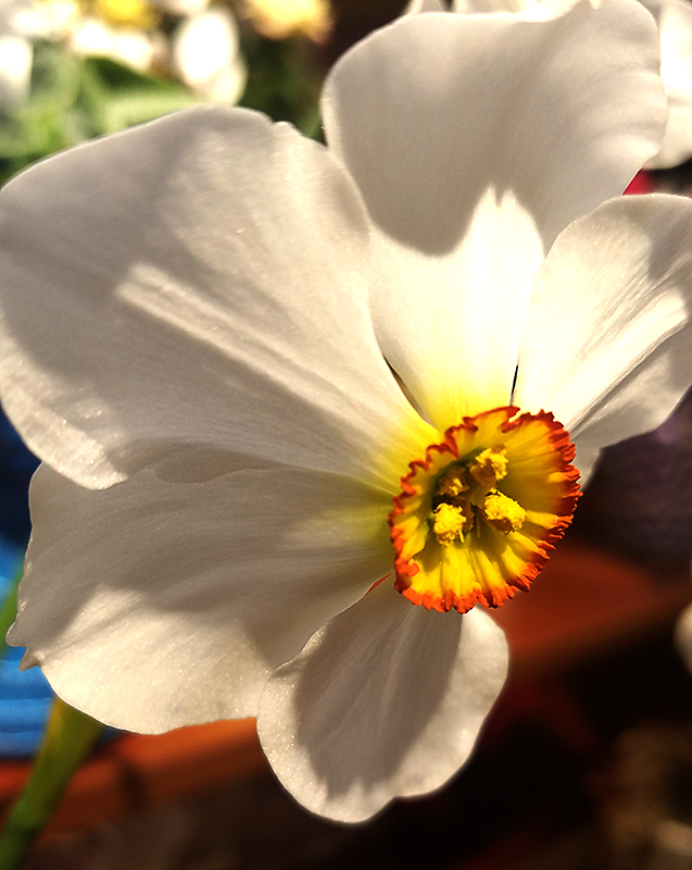 Flower of the Day – March 27, 2017&nbsp;–Daffodil