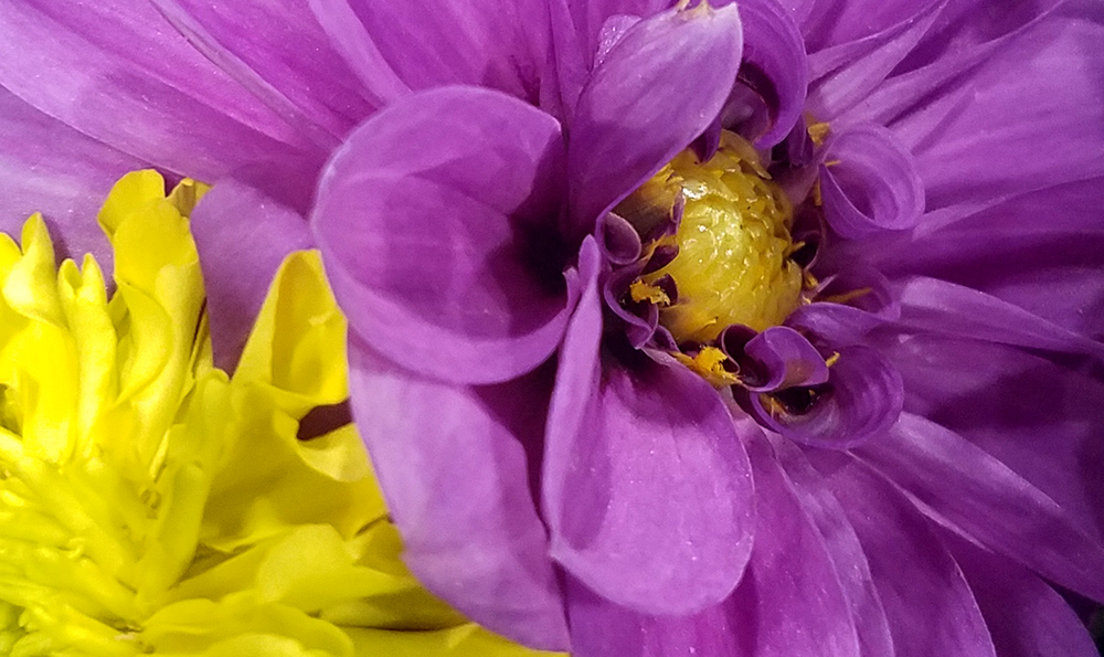 dahlia-macro-20170205_145738 1-1000