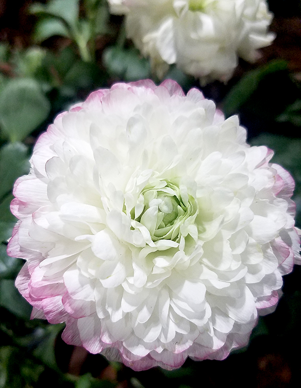 dahlia-white20170205_162650-800