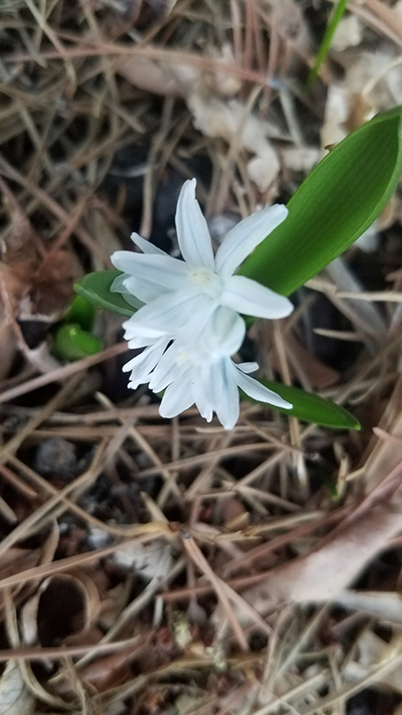 edelweiss-20170315_185617-800