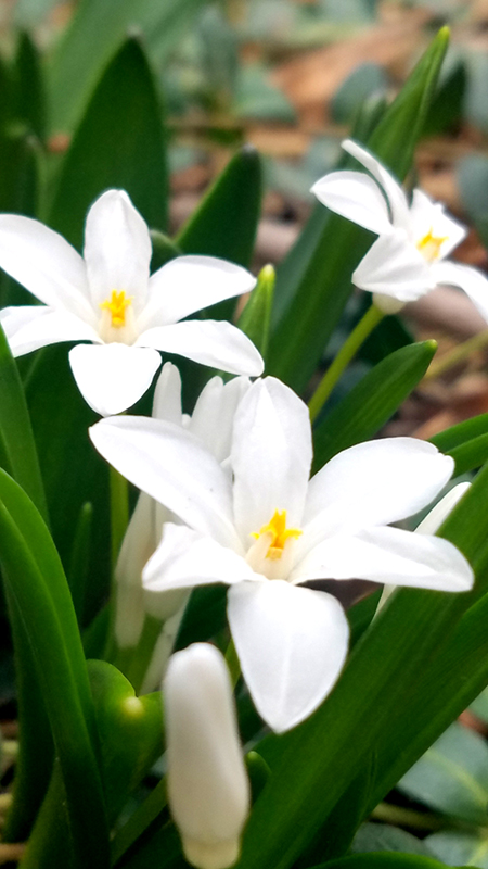 edelweiss-20170324_165047_001-800