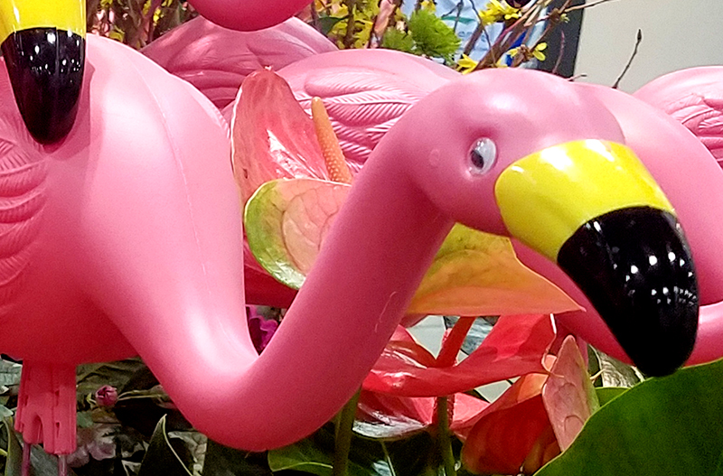 flamingo-20170205_141928 1