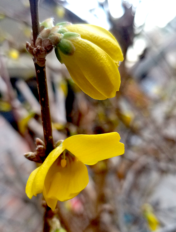 “Spring Has Sprung”