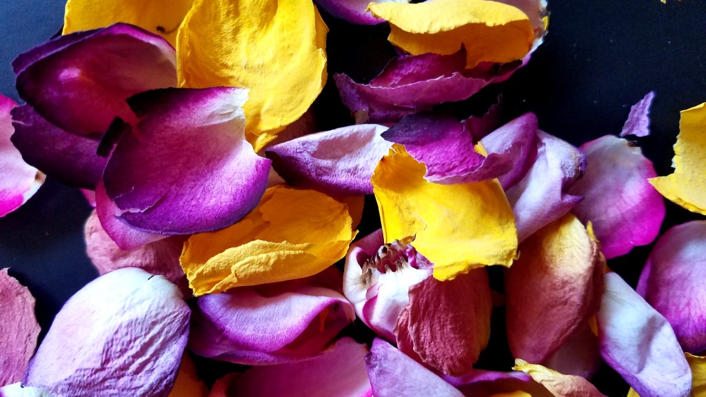 Color Your World –&nbsp;Fushia