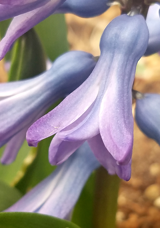 Flower of the Day – March 28, 2017&nbsp;–Hyacinth