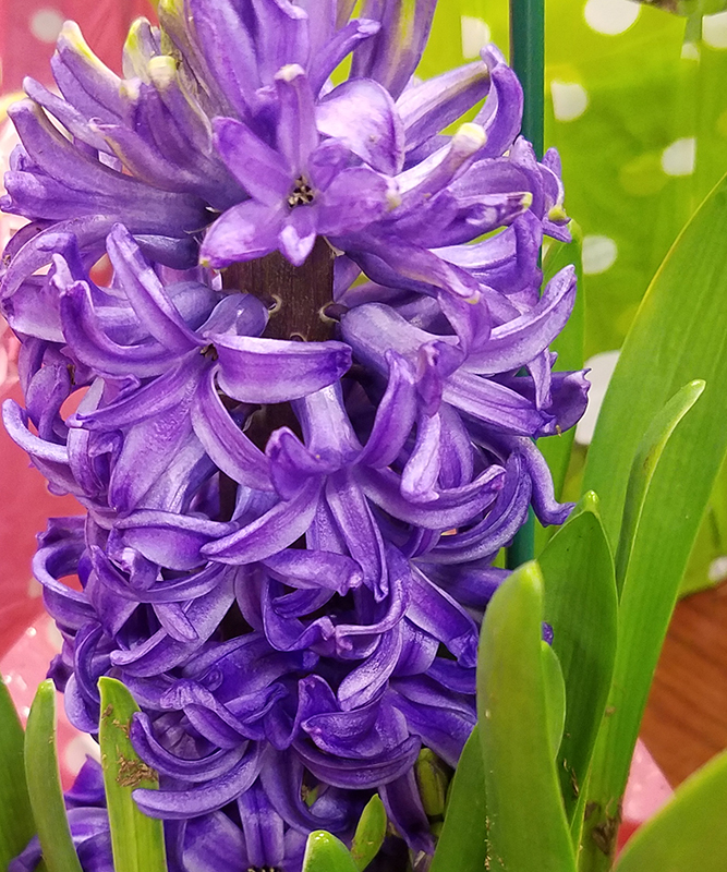hyacinth-royalpurple-20170109_163923-800