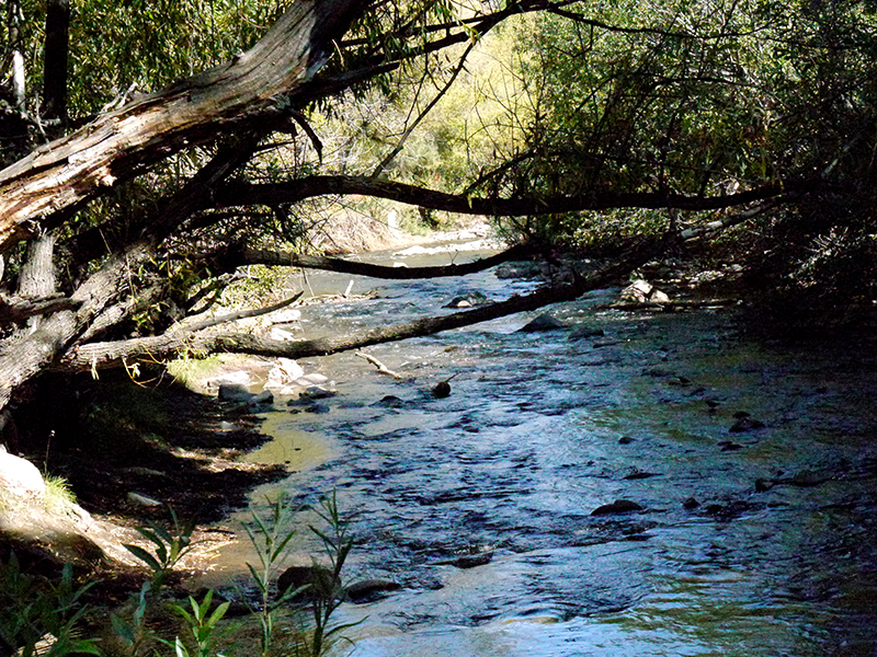 Sunday Trees –&nbsp;278