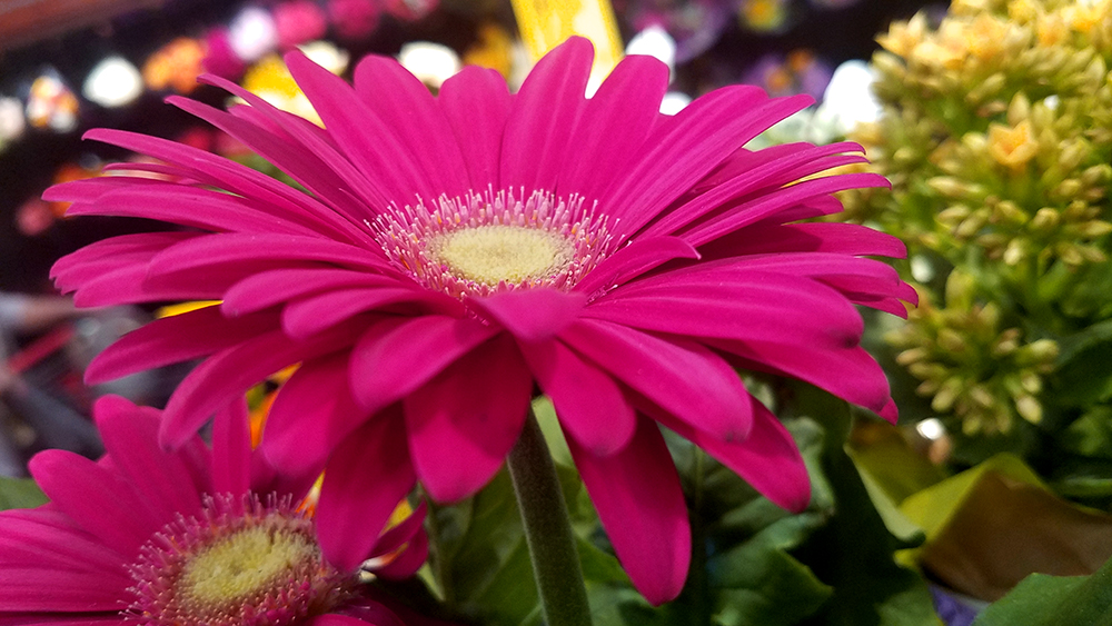 magenta-20170326_134239-1000