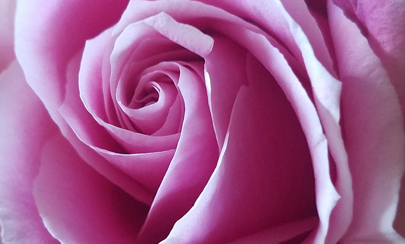 Flower of the Day – March 6,&nbsp;2017