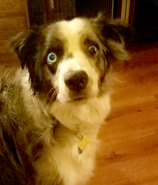 Oberon’s Captivating Eyes