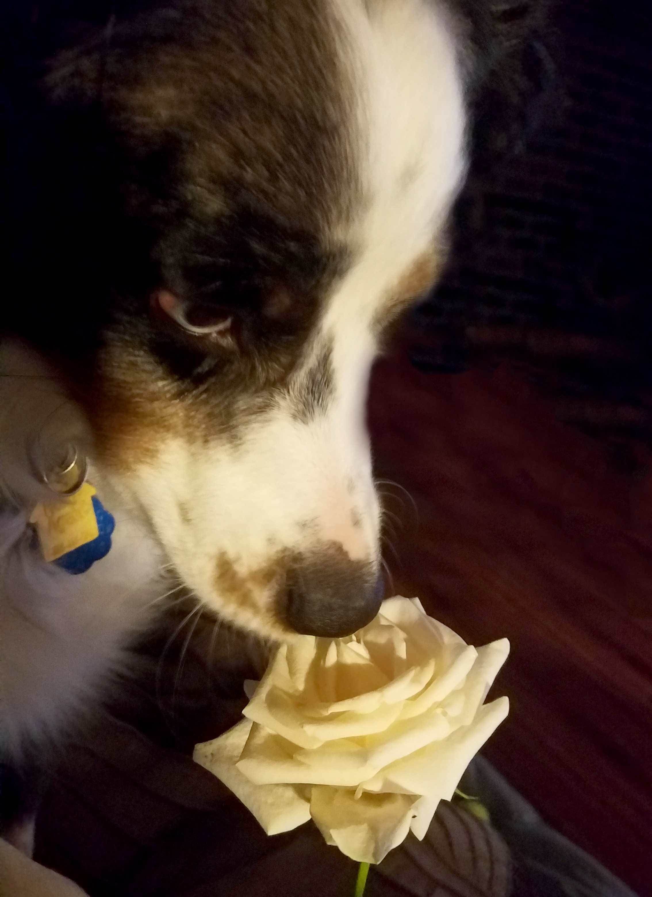 oberon20170304_144812