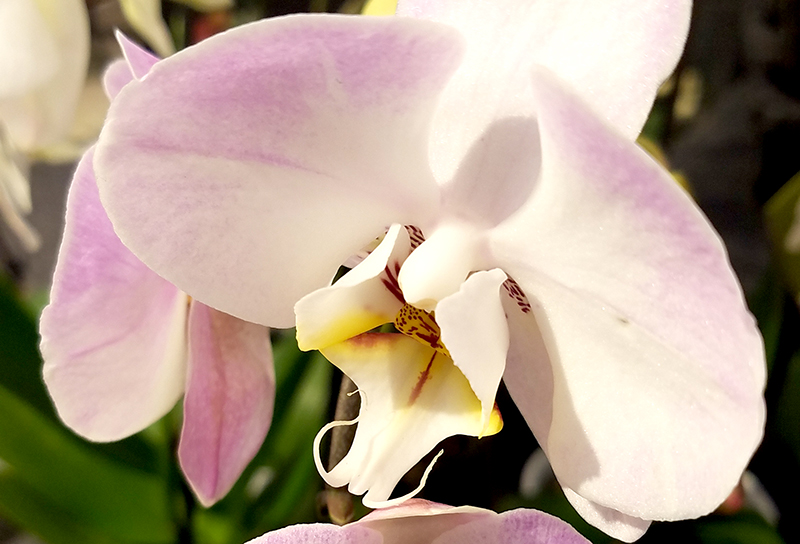 Flower of the Day – March 12, 2017&nbsp;–Orchid