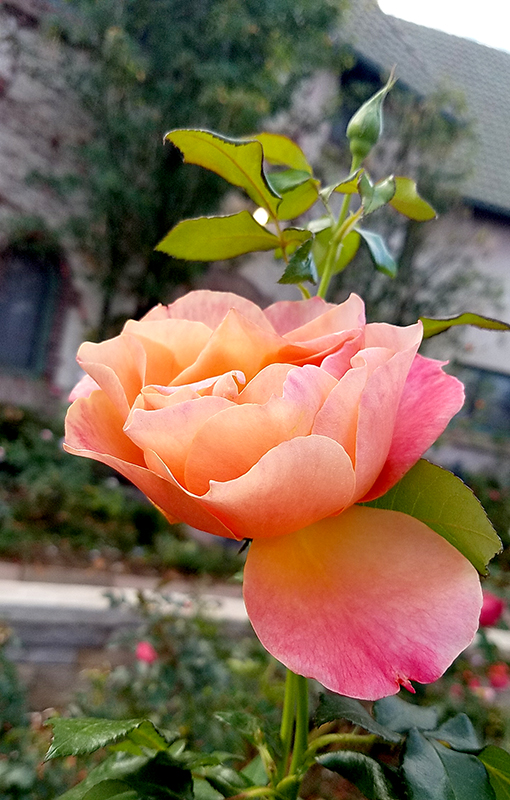 peachrose-800-20161105_092426_001