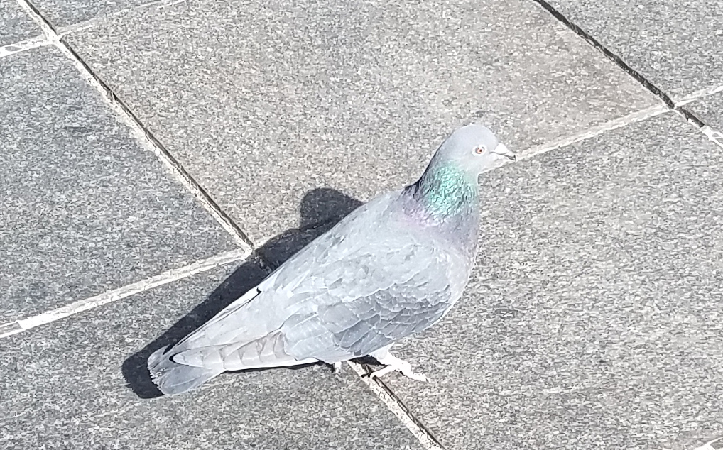 pidgeon20170211_121805