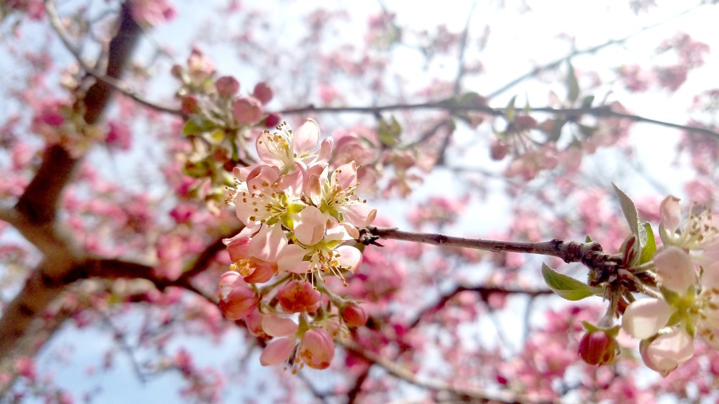 Sunday Trees –&nbsp;280