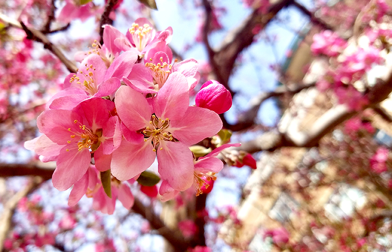 Flower of the Day – March 26,&nbsp;2017