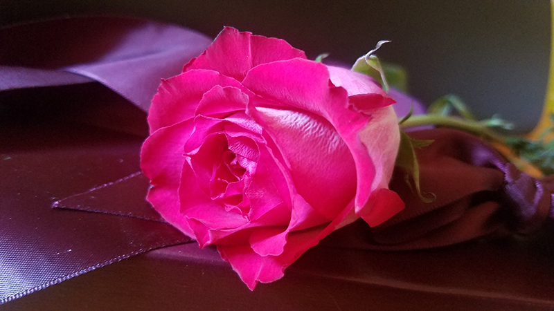 pinkrose20170304_121338-800