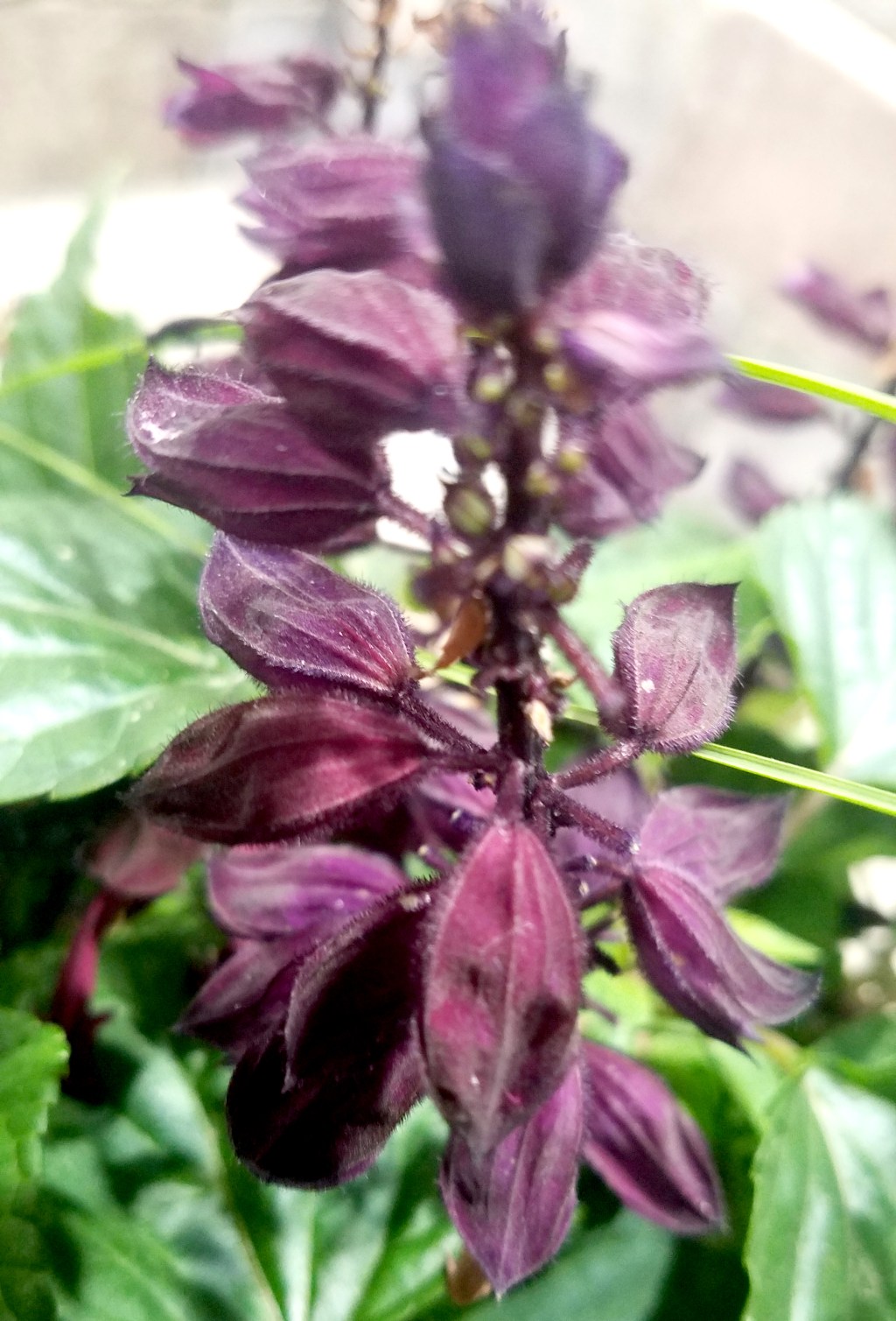 Color Your World&nbsp;–Plum