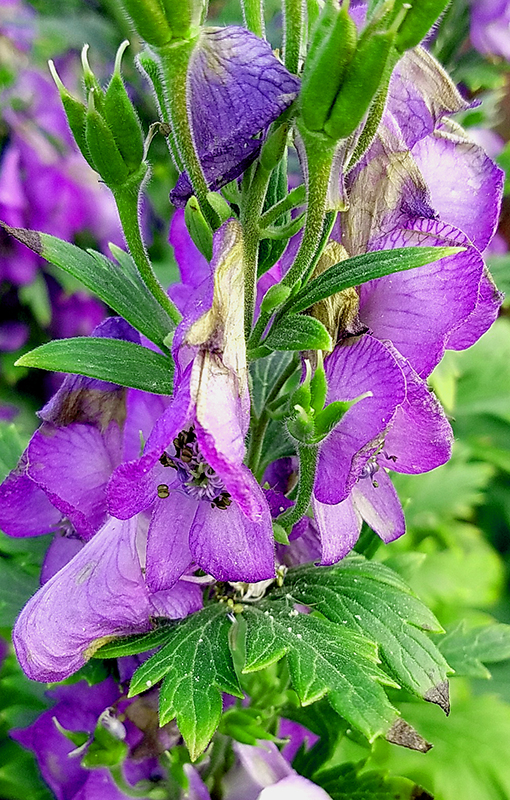 Color Your World –Purple&nbsp;Heart