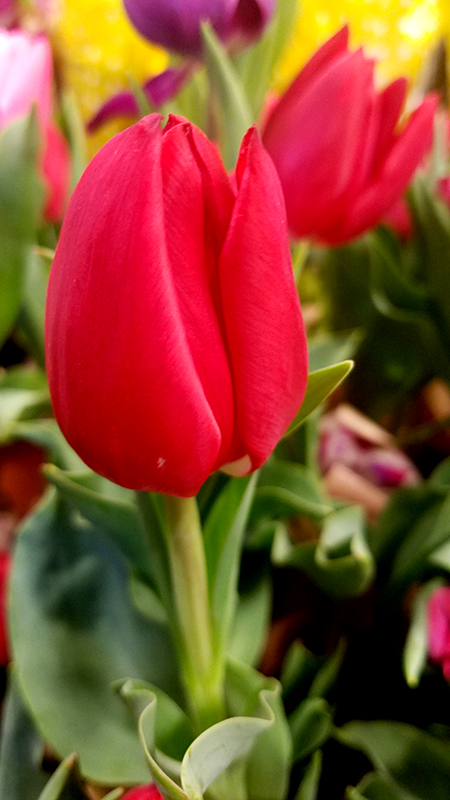 redtulip-20170217_163206_001-800