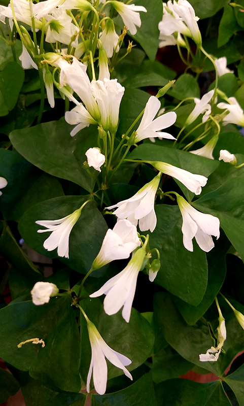 shamrocks20170225_141919-800