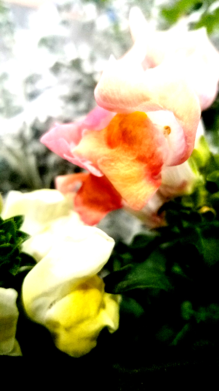 snapdragon-800-20170205_155600