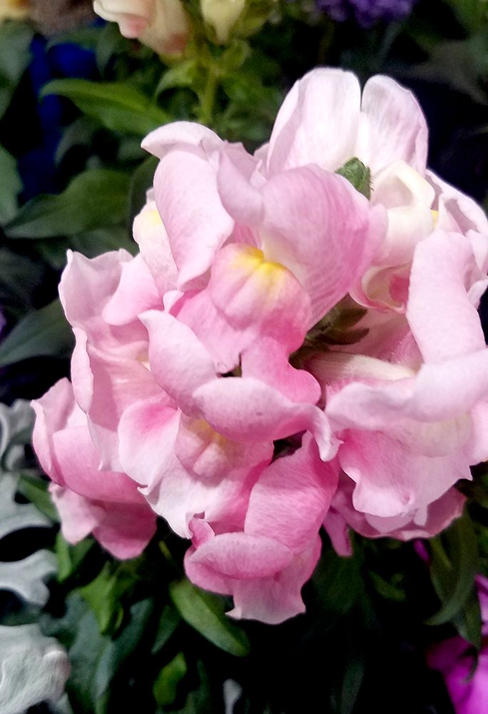 Flower of the Day – March 14, 2017&nbsp;–Snapdragon