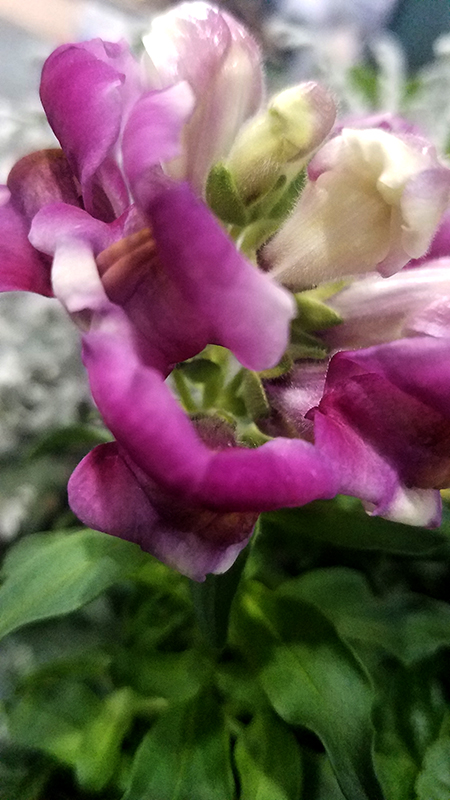 snapdragon20170205_155607-800