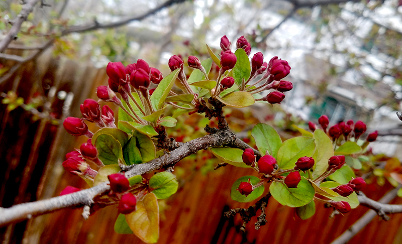 spingcrabapple20170326_122717-800