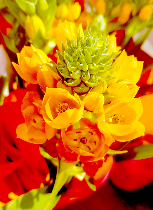 Flower of the Day – March 31,&nbsp;2017