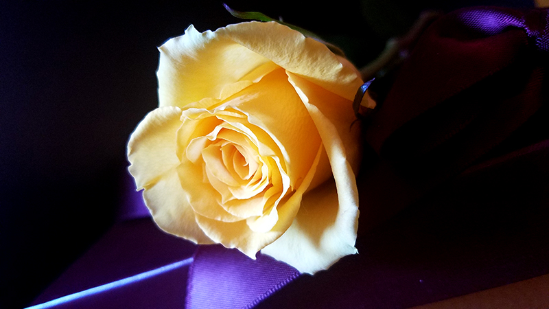 Flower of the Day – March 10, 2017 –Yellow&nbsp;Rose
