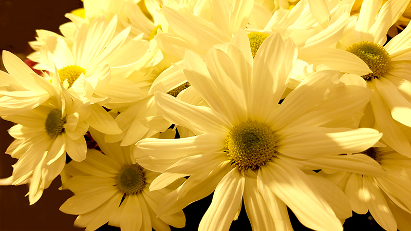 Flower of the Day – April 5,&nbsp;2017