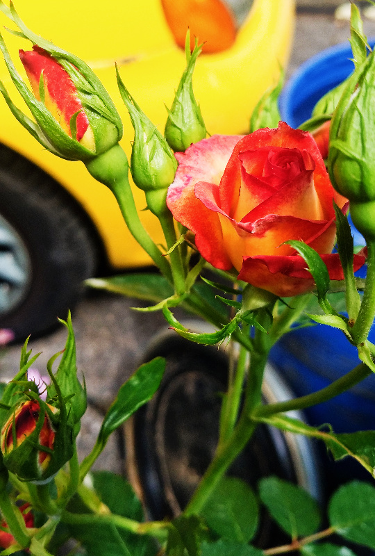 Fiery Roses in the Flower&nbsp;Market