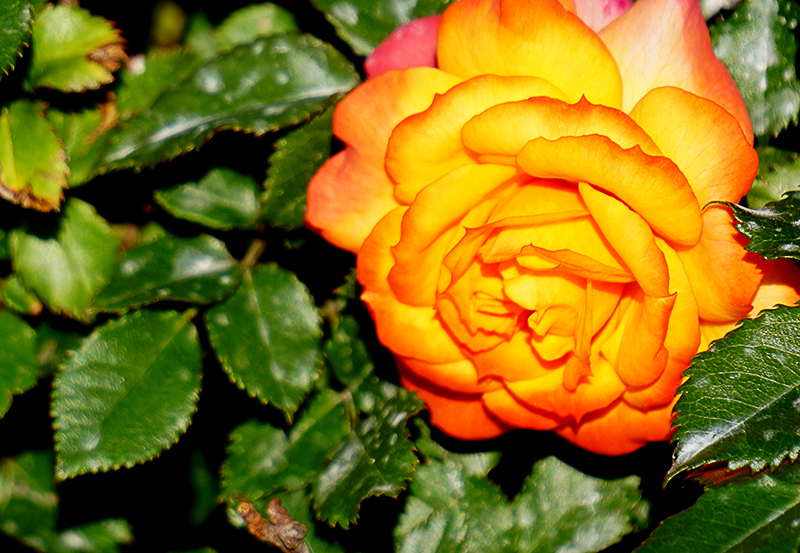 athens-rose-800-DSC00428