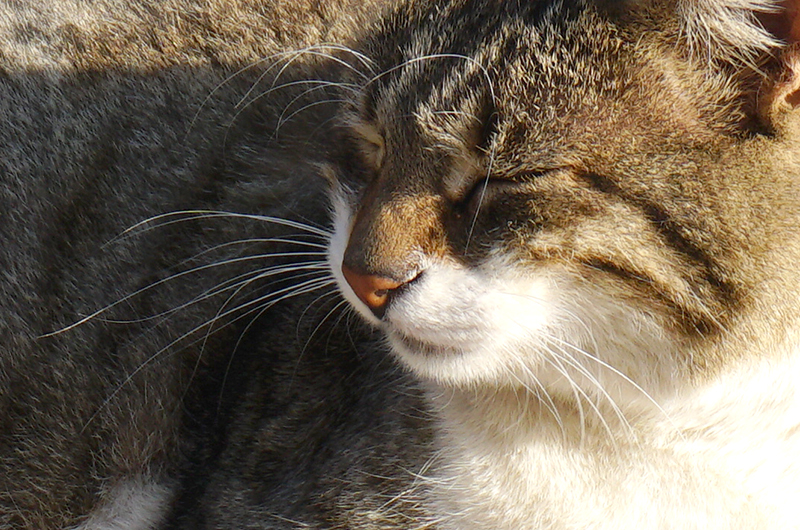 AthensCat-sleeping-DSC00253-800