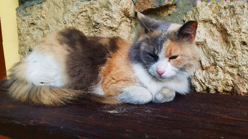 Athenscats-20170410_175754-800