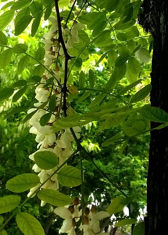Flower of the Day – April 28, 2017 – Flowering&nbsp;Tree