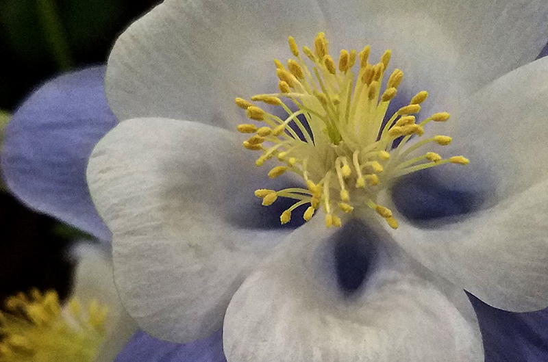 Macro Moments Challenge&nbsp;#37