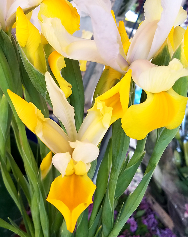 Flower of the Day – April 24,&nbsp;2017