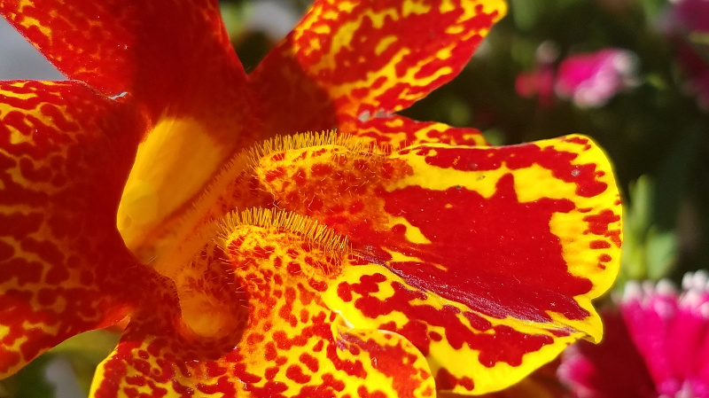 Flower of the Day – April 16, 2017