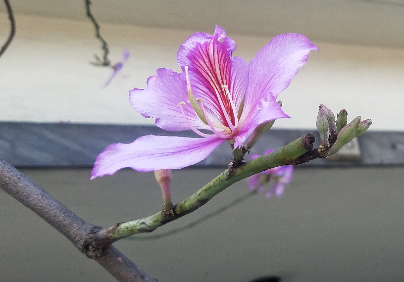 floral-pink-20170413_154332-800