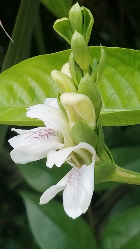 Flower of the Day – April 15,&nbsp;2017